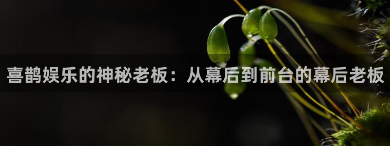 今天比赛结果查询500网：喜鹊娱乐的神秘老板：从幕后到前台的幕后老板